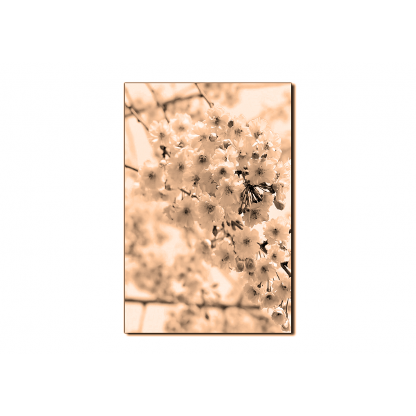Obraz na plátně - Třešňový květ - obdélník